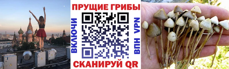 Псилоцибиновые грибы мицелий  Купить  Краснокаменск 